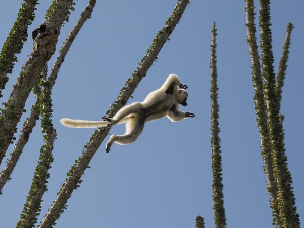 Madagascar wildlife tour with hiking