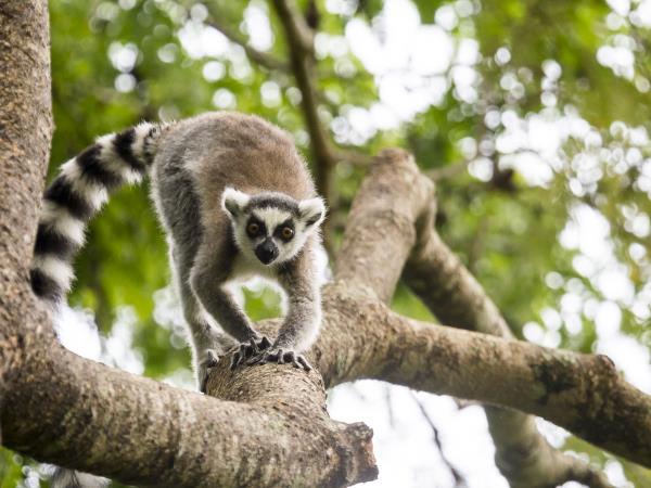 Madagascar wildlife tour with hiking