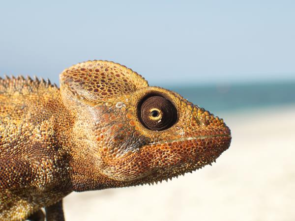 Madagascar wildlife tour with hiking