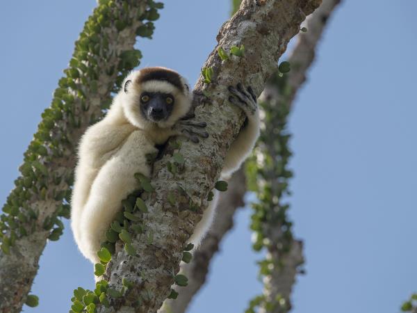 Madagascar wildlife tour with hiking
