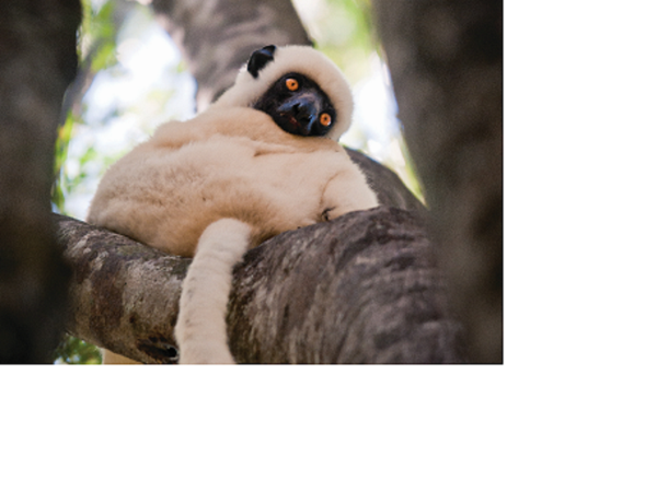 Honeymoons in Madagascar