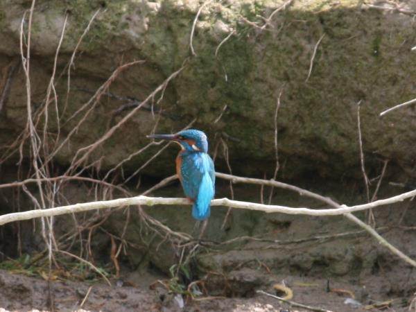 Romania wildlife holiday, bear tracking and birdwatching