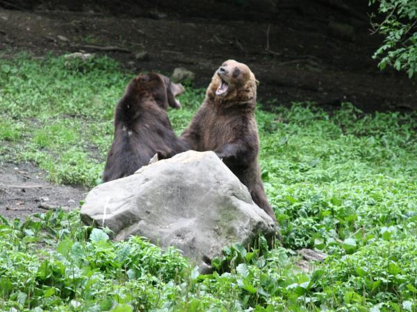 Romania wildlife holiday, bear tracking and birdwatching