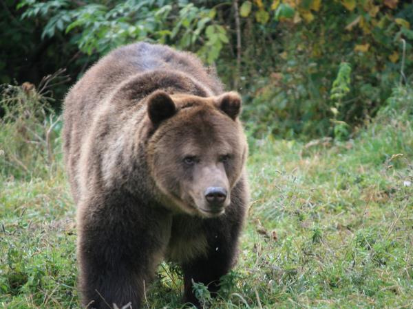 Romania wildlife holiday, bear tracking and birdwatching