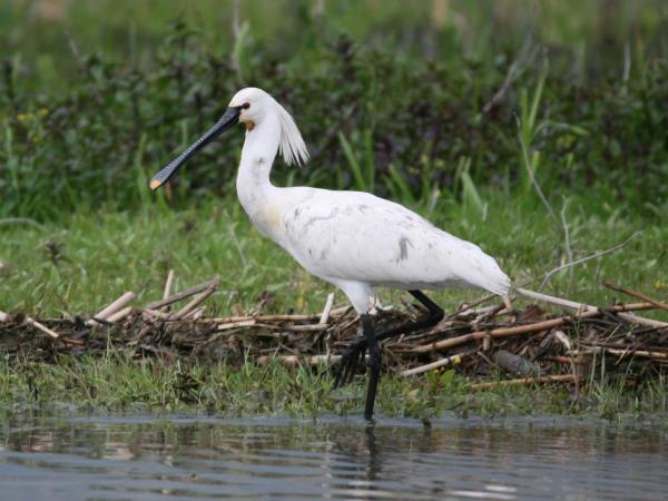 Romania wildlife holiday, bear tracking and birdwatching