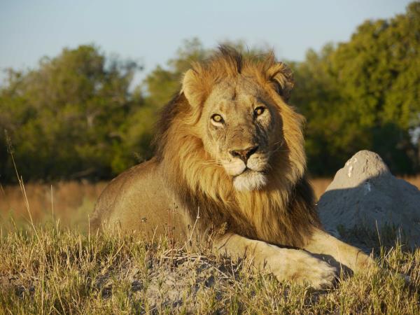 Botswana safari holiday