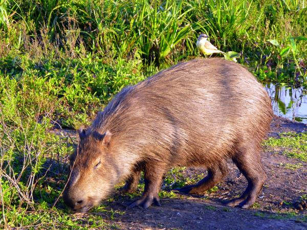 Northern Argentina wildlife holiday