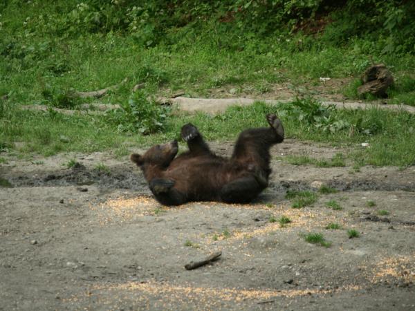 Romania wildlife holiday, bear watching and tracking