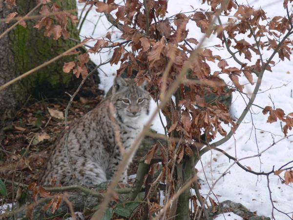 Transylvania wildlife holiday, lynx watching and tracking
