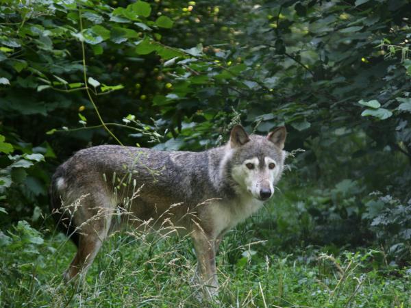 Wolf tracking and watching holiday in Transylvania