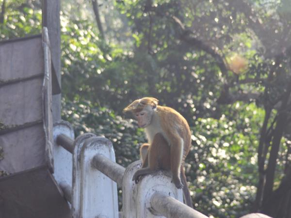 Sri Lanka family tour