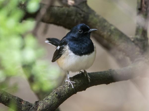 Madagascar wildlife and beaches holiday