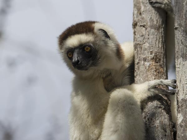 Madagascar tour, grand discovery