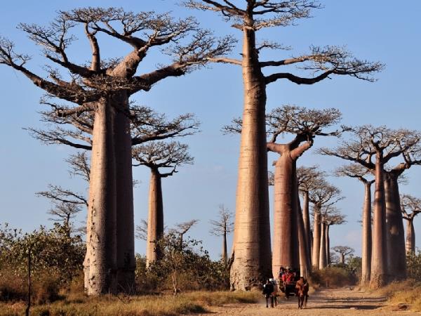 Madagascar tour, grand discovery