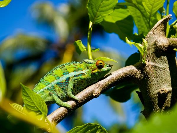 Madagascar tour, grand discovery