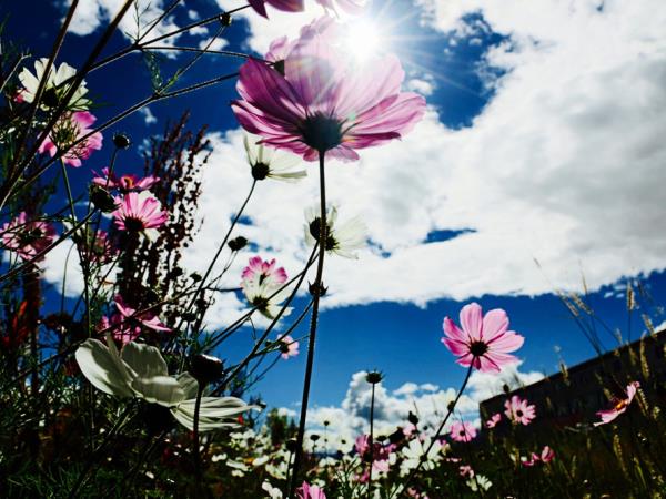 Tibet pilgrimage trekking tour