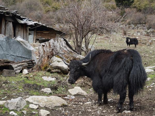 Tibet pilgrimage trekking tour