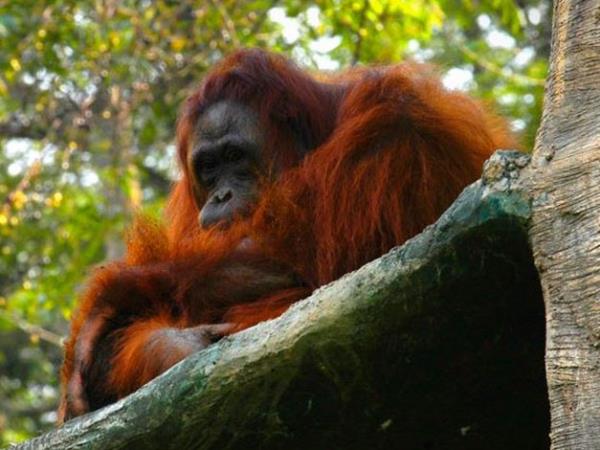 Highlights of Indonesia holiday