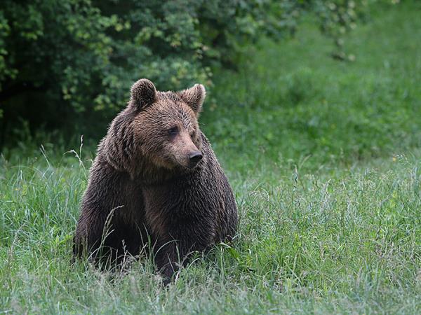 Brown bear watching holiday in Bulgaria