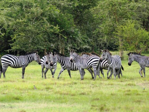 Gorilla and game safari in Uganda