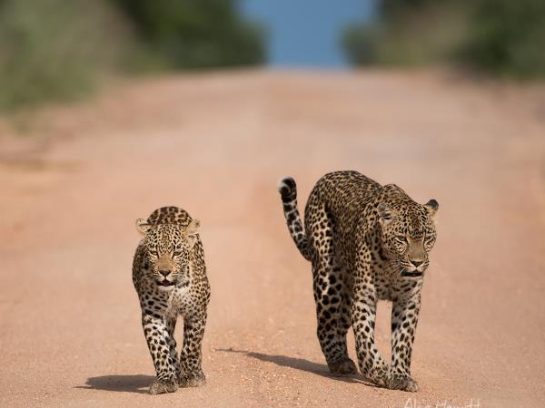 South Africa wildlife photography safari