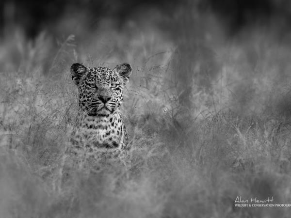 South Africa wildlife photography safari