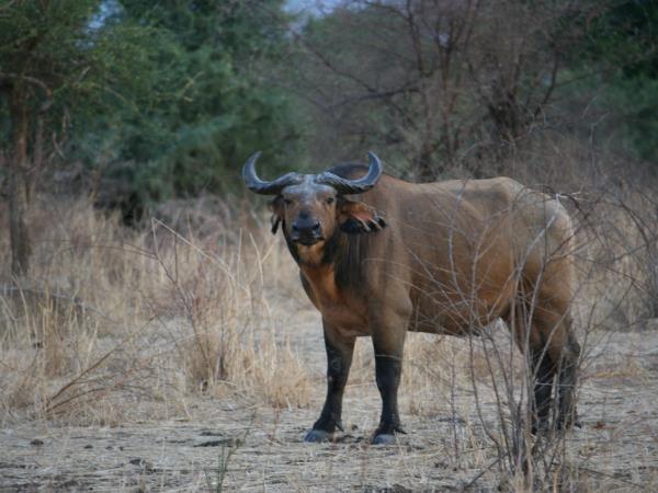 Chad Wildlife Safari Zakouma National Park Responsible Travel