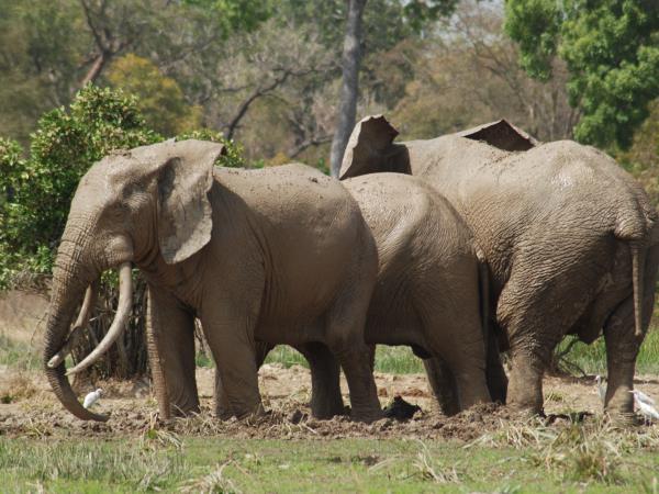 Chad Wildlife Safari Zakouma National Park Responsible Travel
