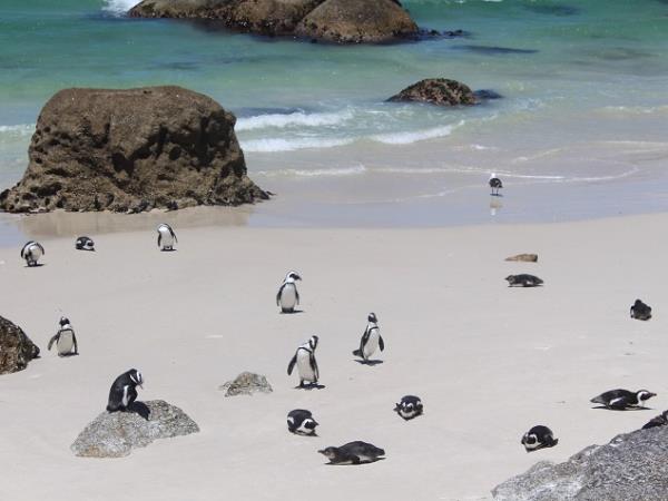 South Africa food and wine tour
