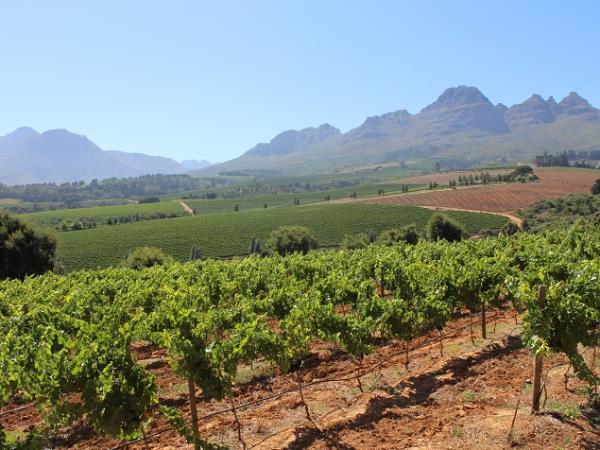 South Africa food and wine tour