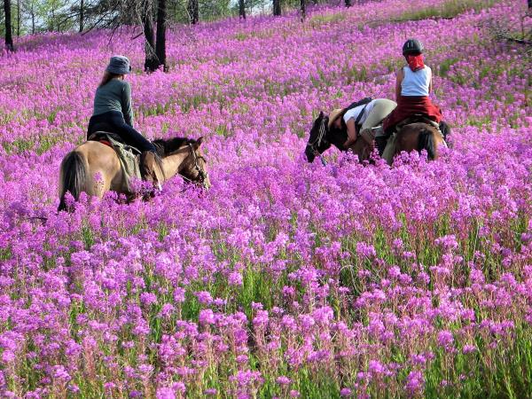 Mongolia horse riding holiday, Altai Taster