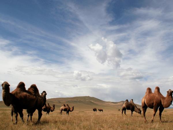 Zavkhan horse riding holiday in Mongolia