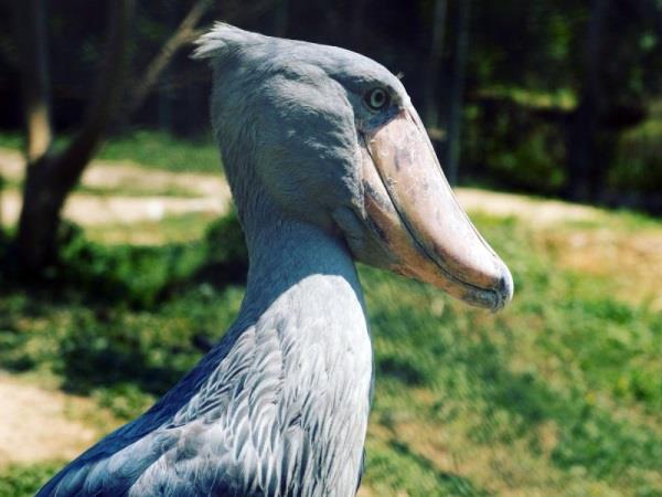 Culture and birding holiday in Uganda