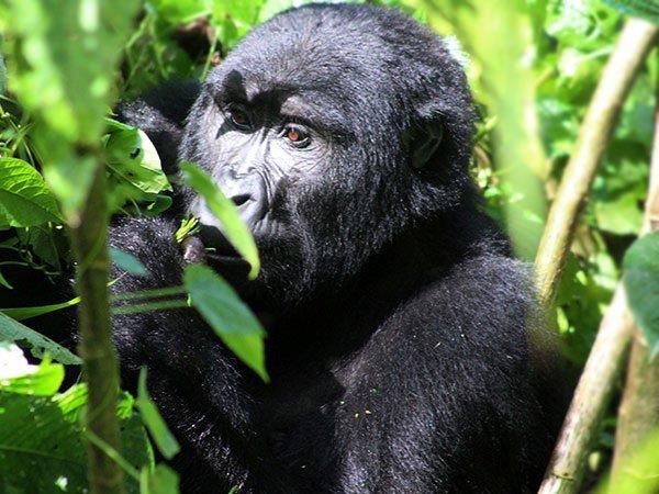 Culture and birding holiday in Uganda