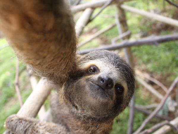 Wildlife rescue volunteering in Costa Rica