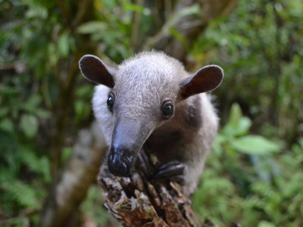 Wildlife rescue volunteering in Costa Rica