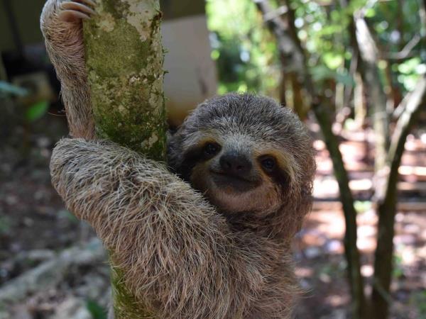 Wildlife rescue volunteering in Costa Rica