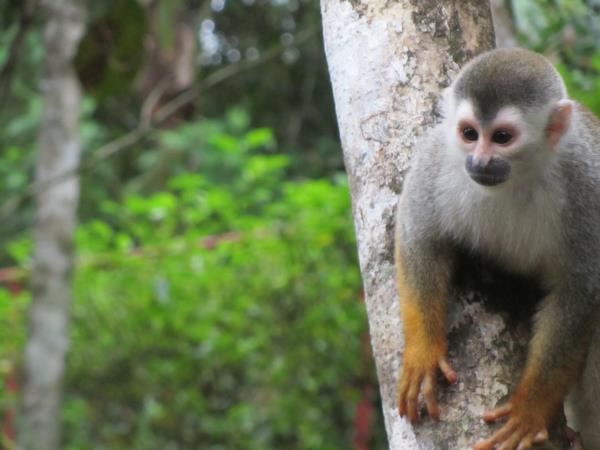 Wildlife rescue volunteering in Costa Rica