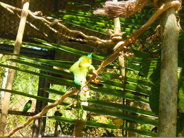 Wildlife rescue volunteering in Costa Rica
