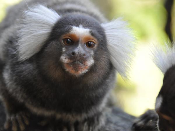 Wildlife rescue volunteering in Costa Rica