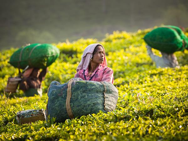 Photography holiday in Southern India