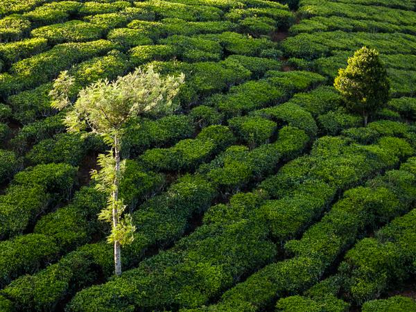Photography holiday in Southern India