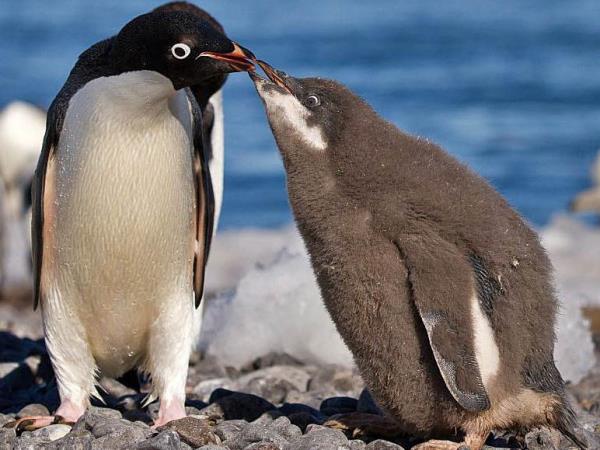 Ross Sea & Antarctic Circle voyage