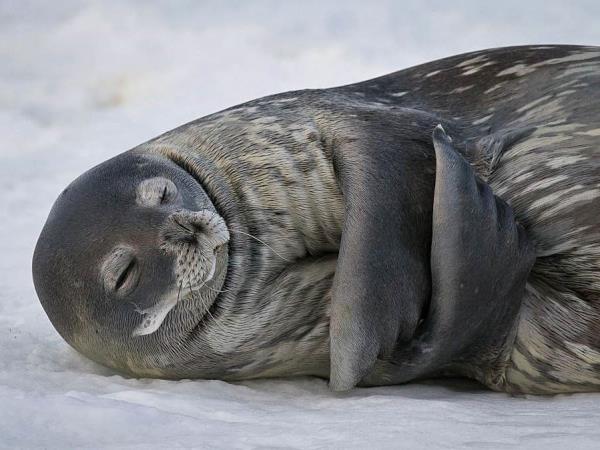 Ross Sea & Antarctic Circle voyage