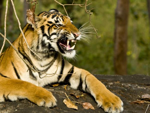 Indian Himalaya tailor made tour