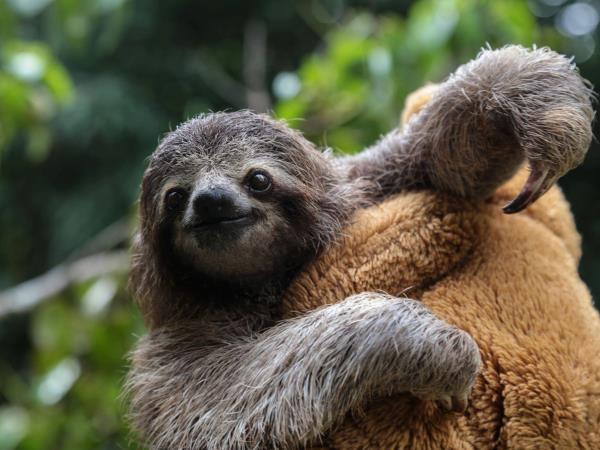Wildlife rescue volunteering in Costa Rica