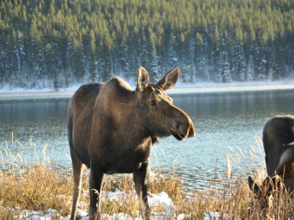 Canada holiday, national parks and wildlife