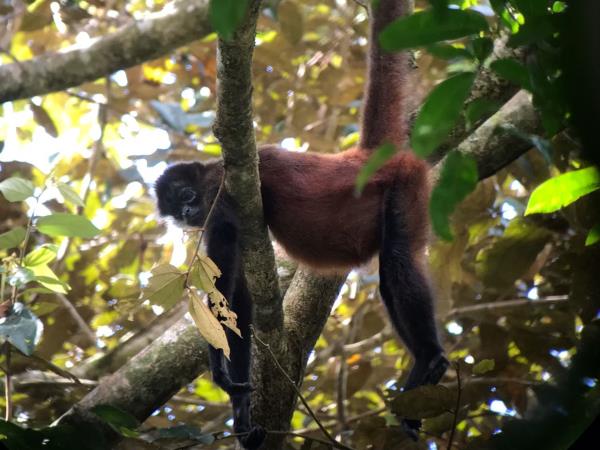 Costa Rica activity holiday, including volunteering
