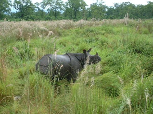 Nepal wildlife safari and rafting holiday