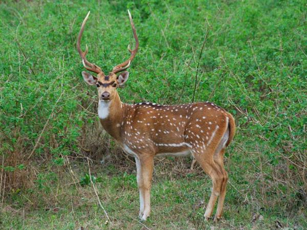 Nepal wildlife safari and rafting holiday